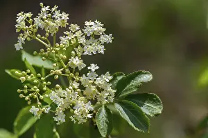 Images Dated 10th May 2024: Black Elderberry Print