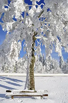 Central Europe Winter Atmosphere Prints: Black Forest in winter, spruce forest