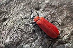 Natural Environment Insect Photos Prints: Black headed cardinal beetle, fire beetle