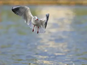Prints of A black-headed gull in flight, Umminger See, Bochum, Ruhrpott, North Rhine-Westphalia, Germany A black-headed gull in flight, mminger See, Bochum, Ruhrpott, North Rhine-Westphalia, Germany Black Headed Gull Prints: A Black-headed Gull in Flight Print, Bochum, Germany