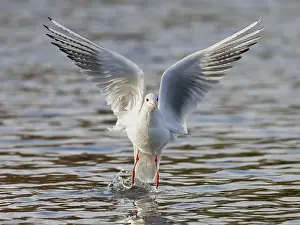 Wading Bird Images Prints: A black-headed gull taking off
