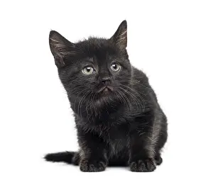 Cute Black Cat Prints: Black kitten in front of a white background