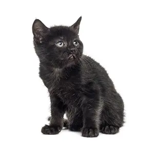 Cute Animal Prints: Black kitten in front of a white background