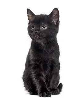 Black And White Kitten Prints: Black kitten in front of a white background