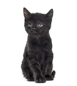 Cute Black Kitten Prints: Black kitten in front of a white background