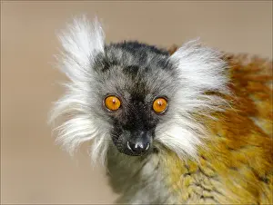 United Kingdom Travel Photography Prints: Black Lemur (Eulemur macaco), Dudley Zoo