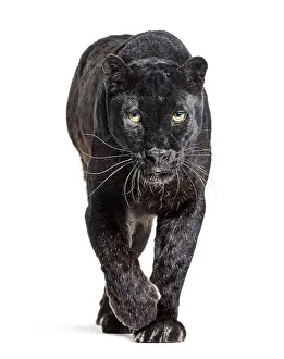 Leopard Portrait Prints: Black leopard, panthera pardus