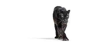Panthera Pardus Prints: Black leopard, panthera pardus