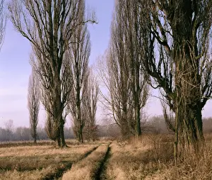 Deciduous Tree Photography Prints: Black poplars
