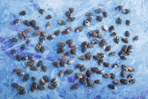 Blue Concrete Background Prints: Black small seashells pattern on a blue concrete background