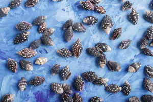 Blue Concrete Background Prints: Black small seashells pattern on a blue concrete background