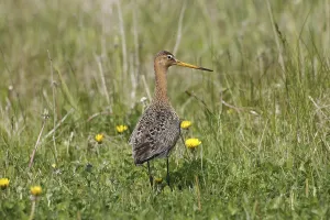 Uninhabited Heath Areas Prints: A black-tailed Godwit in the grass