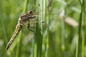 Prints of Black-tailed skimmer Black Skimmer Prints: Black-tailed Skimmer Print