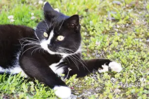 Mammalian Domestic Animals Prints: Black and white cat