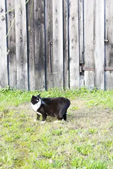 Black And White Cat Prints: Black and white cat