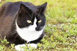Black And White Cat Prints: Black and white cat