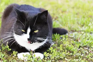 Black And White Cat Prints: Black white cat