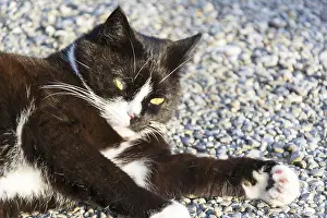 Black And White Cat Prints: Black and white cat