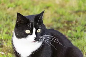 Black And White Cat Prints: Black and white cat