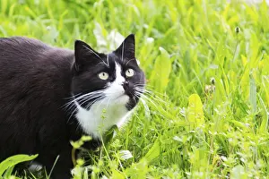Domestic Pet Animals Prints: Black white cat