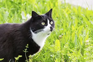 Domestic Pet Animals Prints: Black white cat