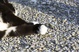 Black And White Cat Prints: Black and white cat