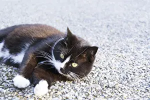 Black And White Cat Prints: Black and white cat
