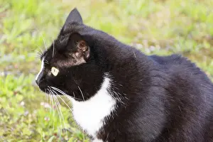 Black And White Cat Prints: Black and white cat