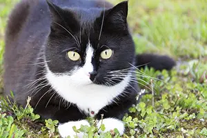 Black And White Cat Prints: Black and white cat