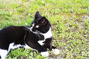 Black And White Cat Prints: Black and white cat