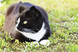 Black And White Cat Prints: Black and white cat