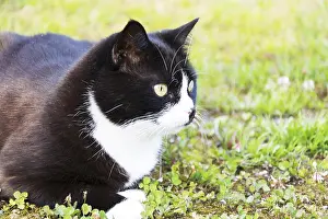 Black And White Cat Prints: Black and white cat