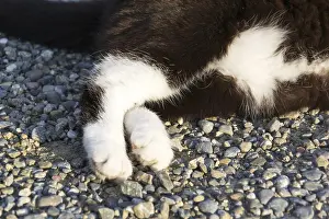 Black And White Cat Prints: Black and white cat