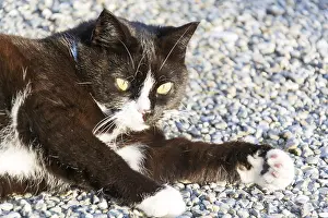 Black And White Cat Prints: Black and white cat