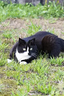 Black And White Cat Prints: Black and white cat
