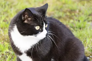 Black And White Cat Prints: Black and white cat