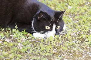 Black And White Cat Prints: Black and white cat