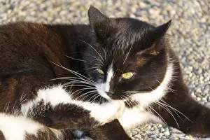 Black And White Cat Prints: Black and white cat