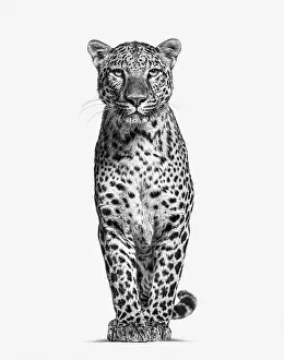 Feliformia Animal Pictures Prints: Black and white image of a Spotted leopard standing in front and facing at the camera