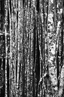 Nature Photography Australia Prints: Black and white, structure, pattern