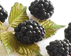 Fresh Blackberries Prints: Blackberries