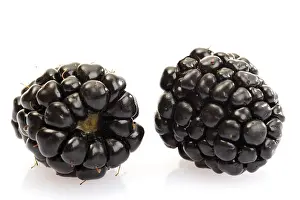 Studio Shot Of Berries Prints: Two blackberries