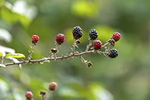 West Sussex Landscape Prints: Blackberries (Rubus), Upper Beeding