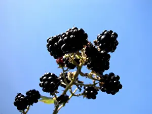 Colourful Cuisine Prints: Blackberry