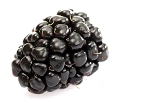 European Blueberry Prints: Blackberry