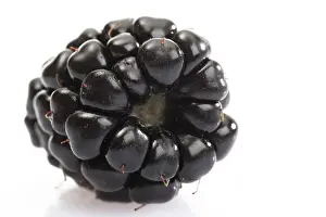 European Blueberry Prints: Blackberry