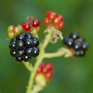 Blackberry Plant Prints: Blackberry