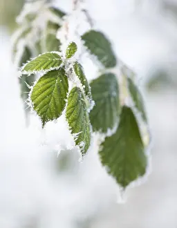Thuringia Winter Scene Prints: Blackberry (Rubus sectio Rubus)