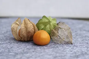 Physalis Alkekengi Prints: Bladder cherry (phyalis), husk