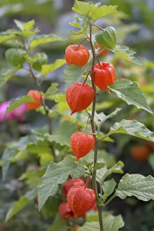 Physalis Alkekengi Prints: Bladder cherry (Physalis alkekengi)